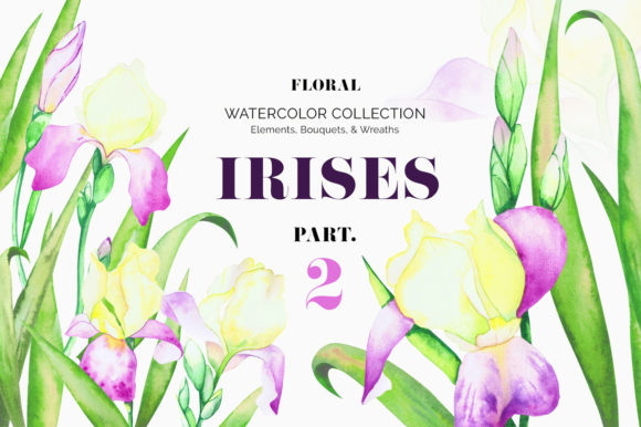 Irises. Watercolor Floral Set. Illustrations