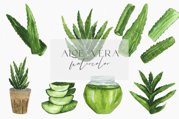 Watercolor Set Illustrations Aloe Vera